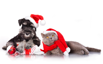 How To Keep Your Pets Safe in Christmas Holidays