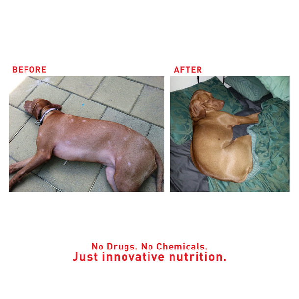 Augustine Approved Augustine’s Organic SuperBoost For Dog, Cat and Horse