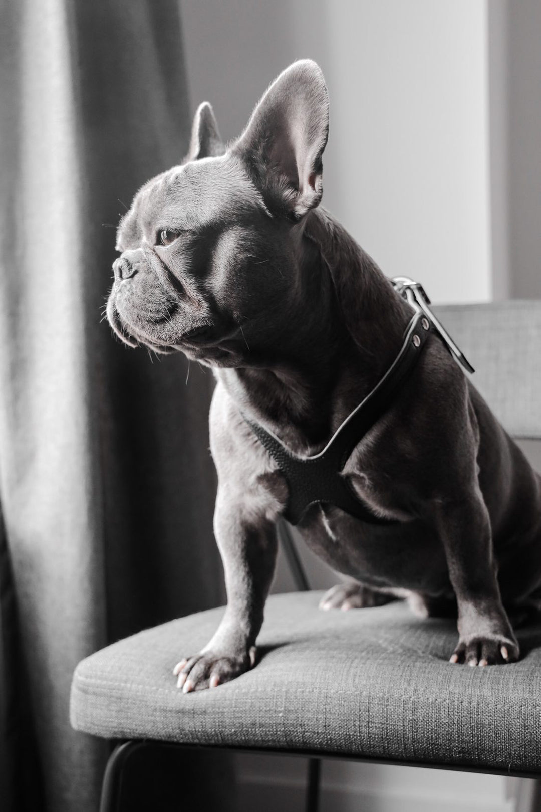 Buddy Belts (BB) Leather Harness – Premium – Black-Pet Collars & Harnesses-Buddy Belts-