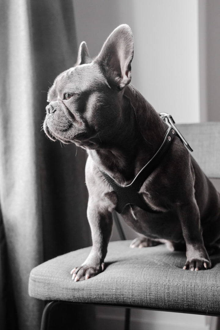 Buddy Belts (BB) Leather Harness – Premium – Black-Pet Collars & Harnesses-Buddy Belts-