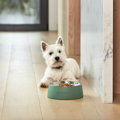 Snooza Concrete & Stainless Steel Bowl for Dog, Cat &More – Sage Green