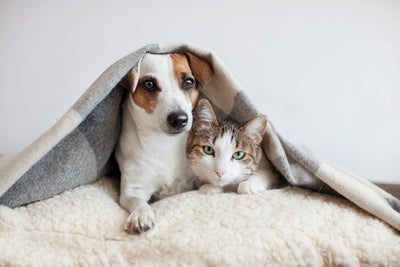 Keeping Pets Warm in Winter