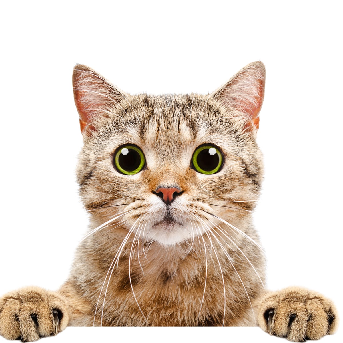 For Cat