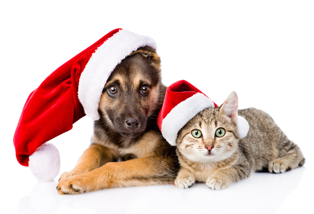 Xmas for Pets