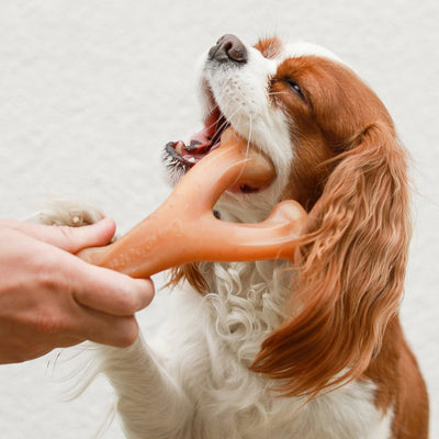 Benebone Chicken Wishbone Dental Chew Dog Toy