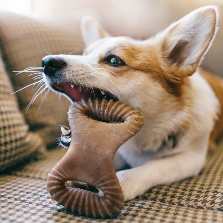 Benebone Bacon Dental Chew Dog Toy