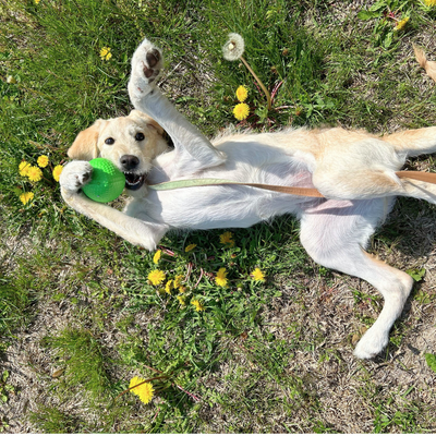 PitchDog Sportball - Durable Dog Toy