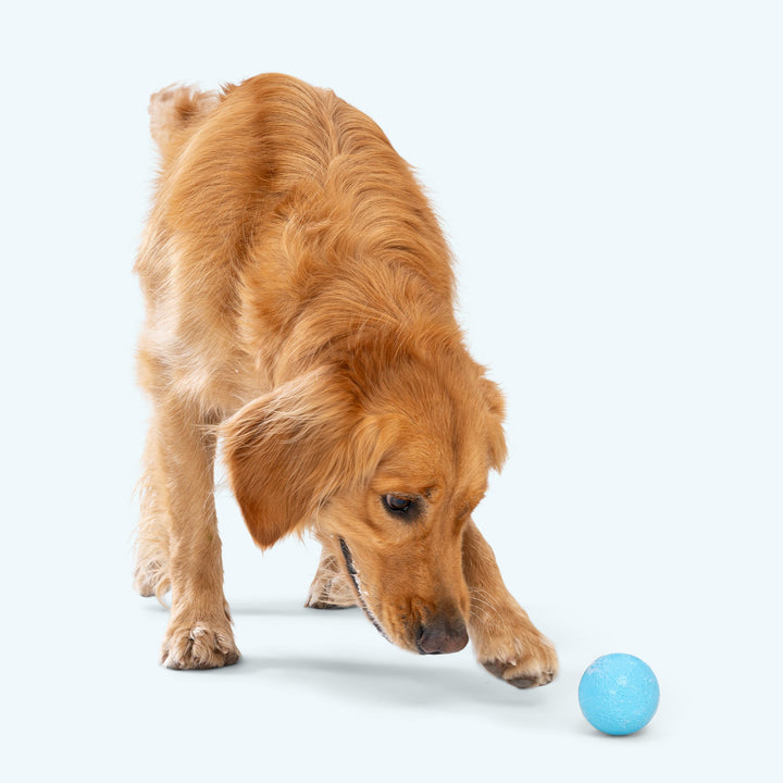 West Paw Boundr Fetch Dog Toys Pack of 2 Balls -- Glow in the dark