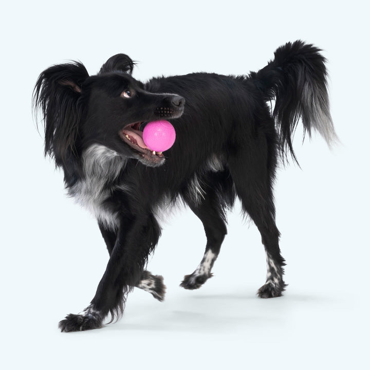 West Paw Boundr Fetch Dog Toys Pack of 2 Balls -- Glow in the dark