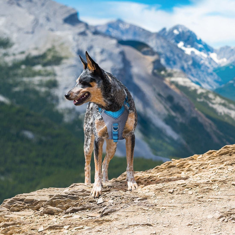 Kurgo Journey Air Dog Harness in Grey and Black