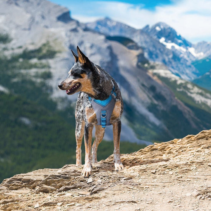 Kurgo Journey Air Dog Harness in Grey and Black