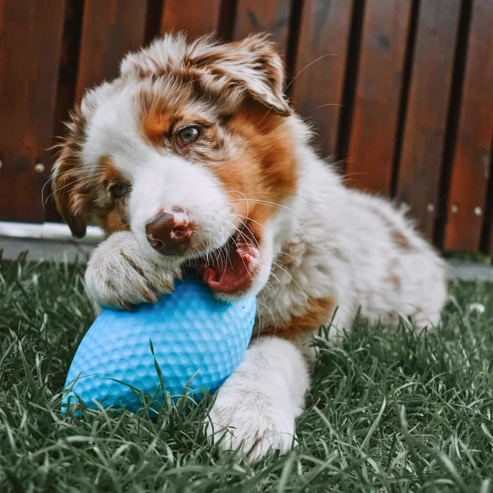 PitchDog Sportball - Durable Dog Toy