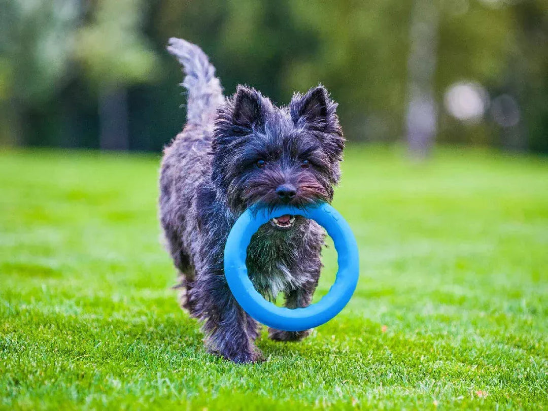 PitchDog Safe and durable Fetch Ring - Dog Toy