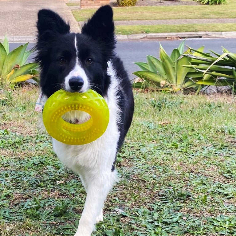 Scream Xtreme Treat Tyre Dog Toy - Loud Green