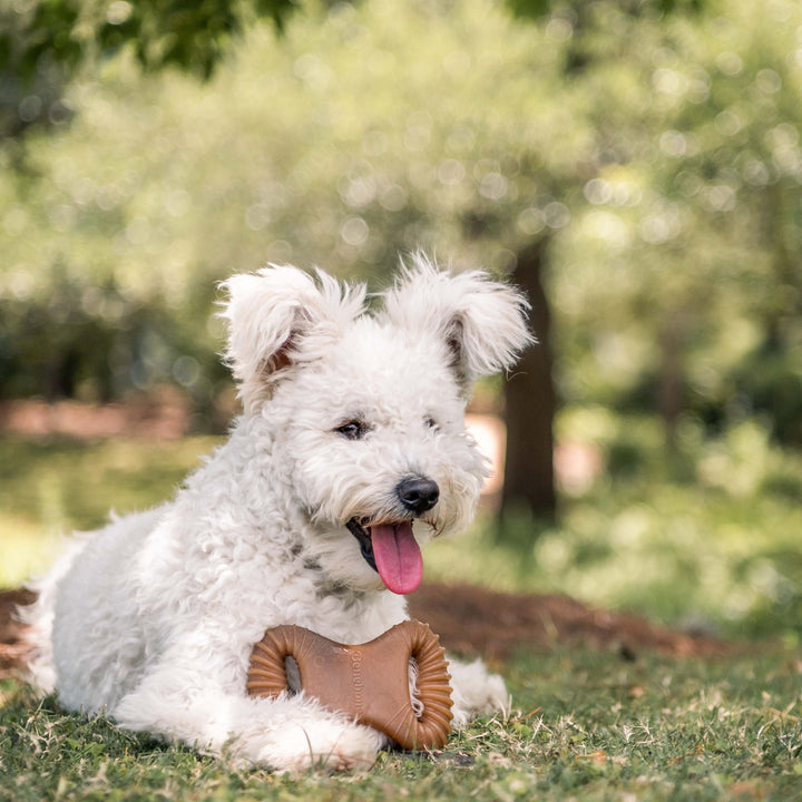 Benebone Bacon Dental Chew Dog Toy