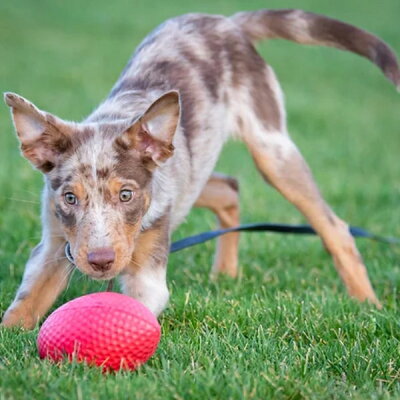 PitchDog Sportball - Durable Dog Toy