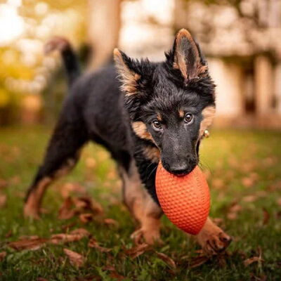 PitchDog Sportball - Durable Dog Toy