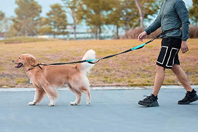 Dog Running Leash with Bungee Waist Belt, Retractable, Dual handle