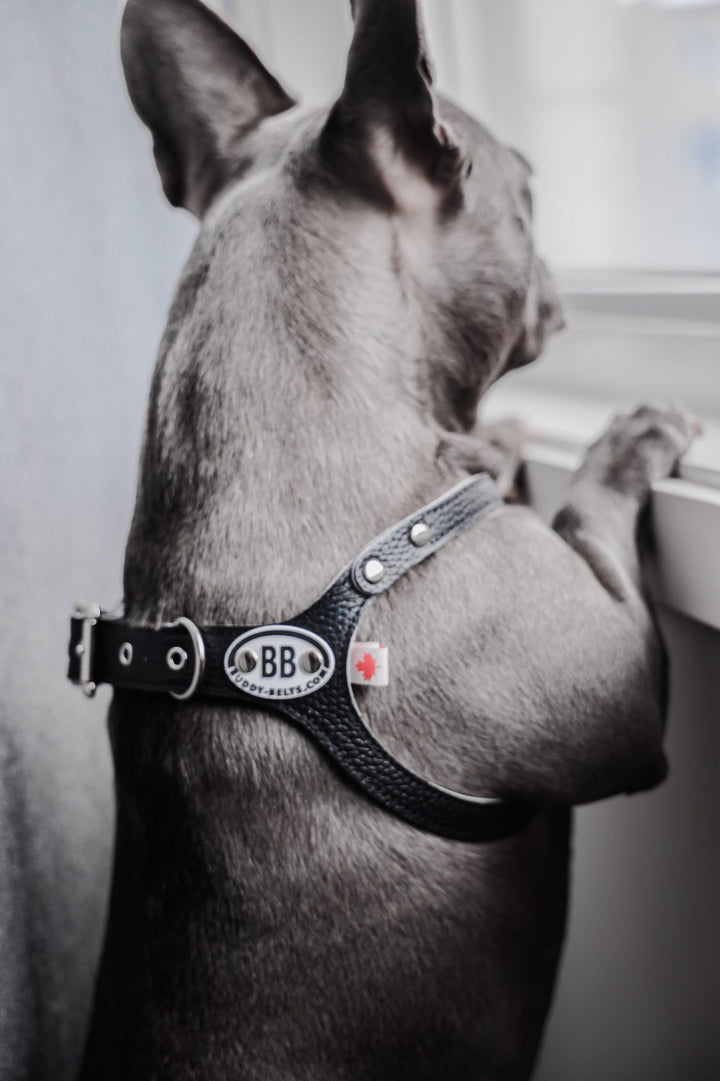 Buddy Belts (BB) Leather Harness –  Premium – Black