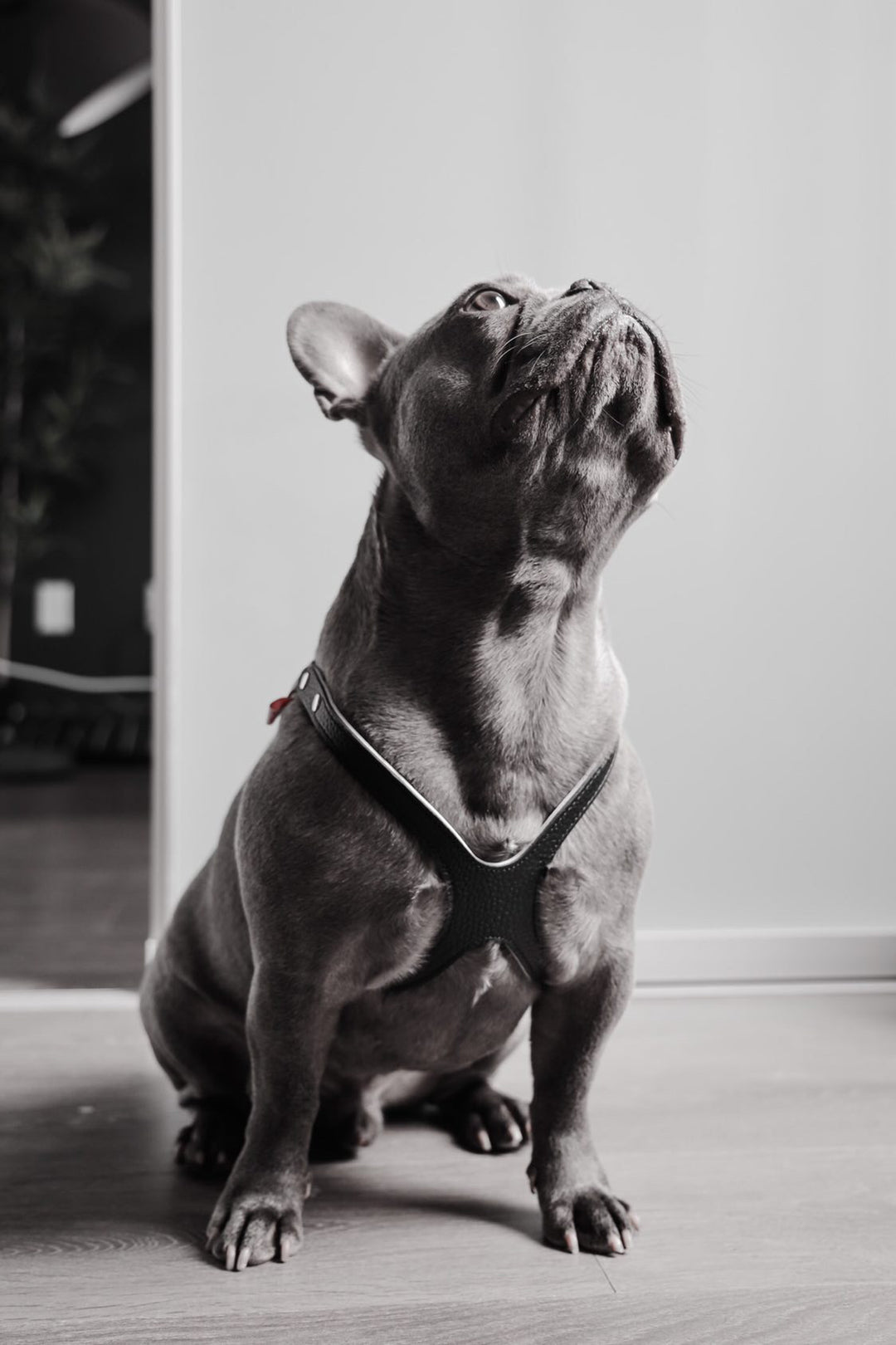Buddy Belts (BB) Leather Harness –  Premium – Black