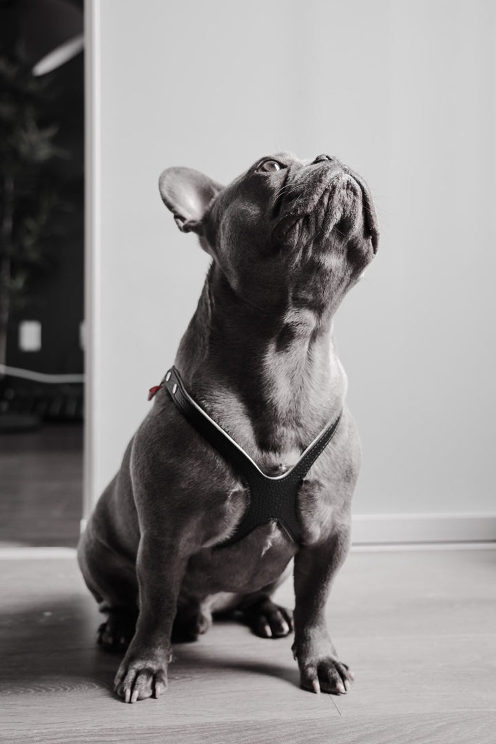 Buddy Belts (BB) Leather Harness –  Premium – Black