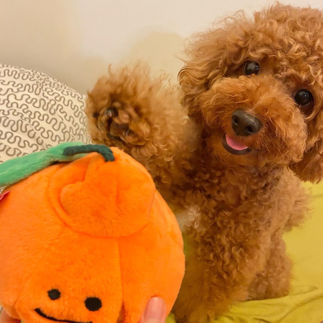 Boredom Buster Pet The Orange Sniff and Seek Interactive Toy for Dogs