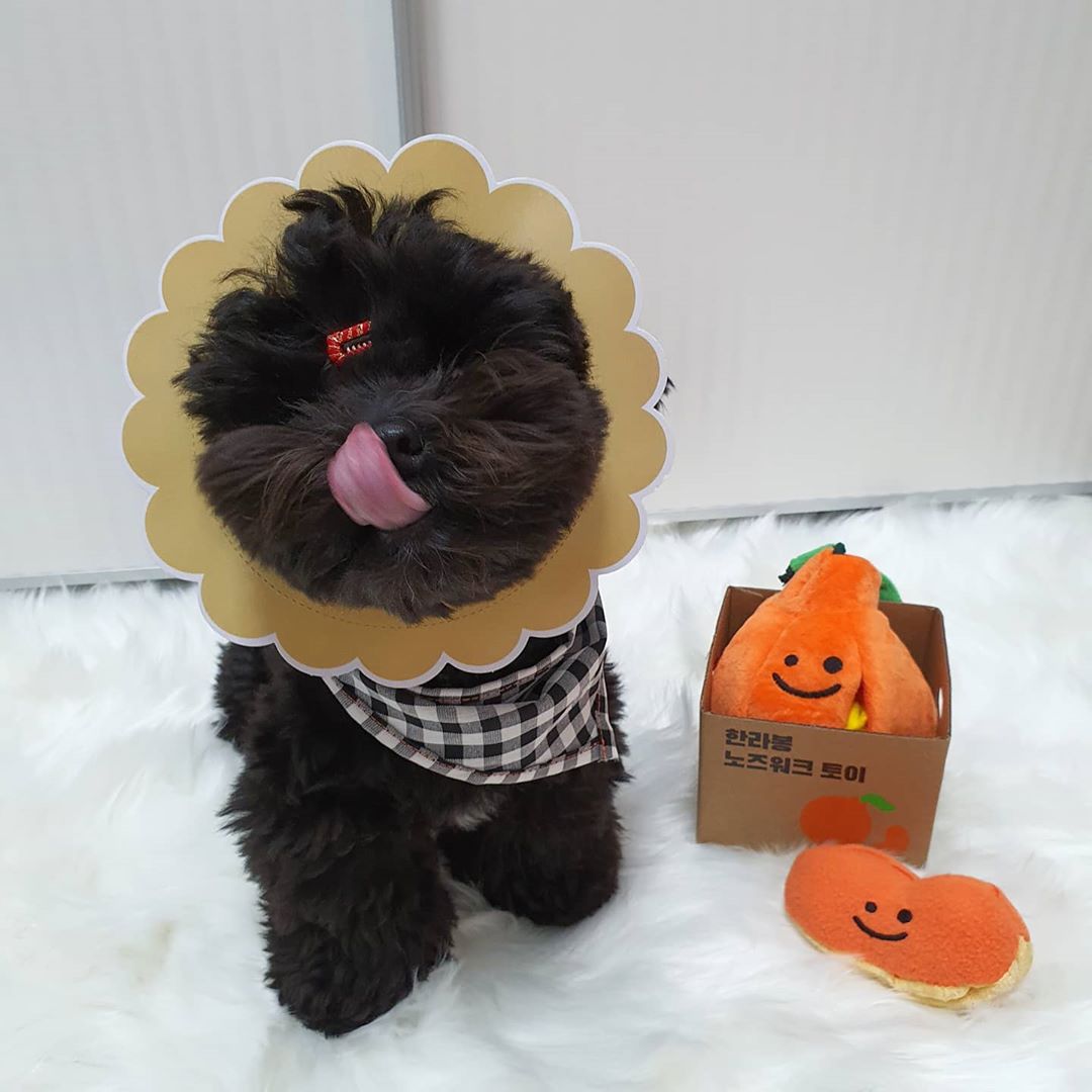 Boredom Buster Pet The Orange Sniff and Seek Interactive Toy for Dogs