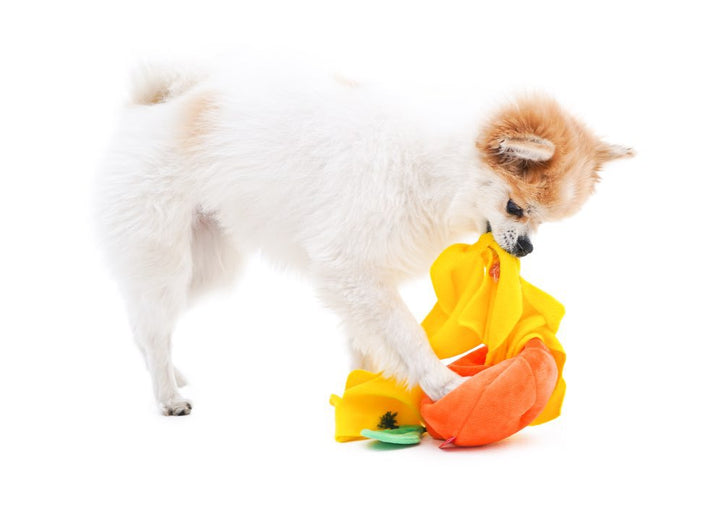 Boredom Buster Pet The Orange Sniff and Seek Interactive Toy for Dogs