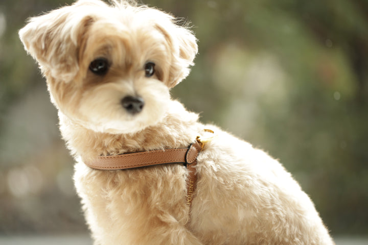 Lili Pouent Korea Camel Reversible Leather VV Harenss For Pets