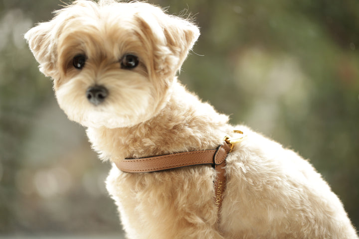Lili Pouent Korea Camel Reversible Leather VV Harenss For Pets