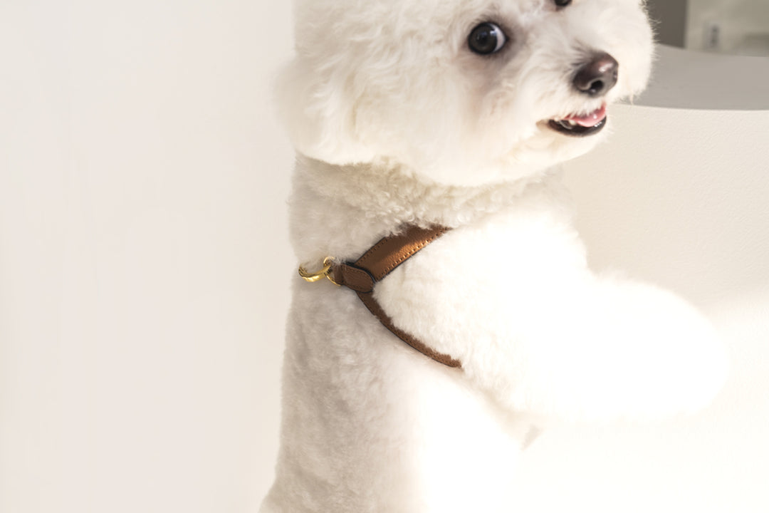 Lili Pouent Korea Camel Reversible Leather VV Harenss For Pets