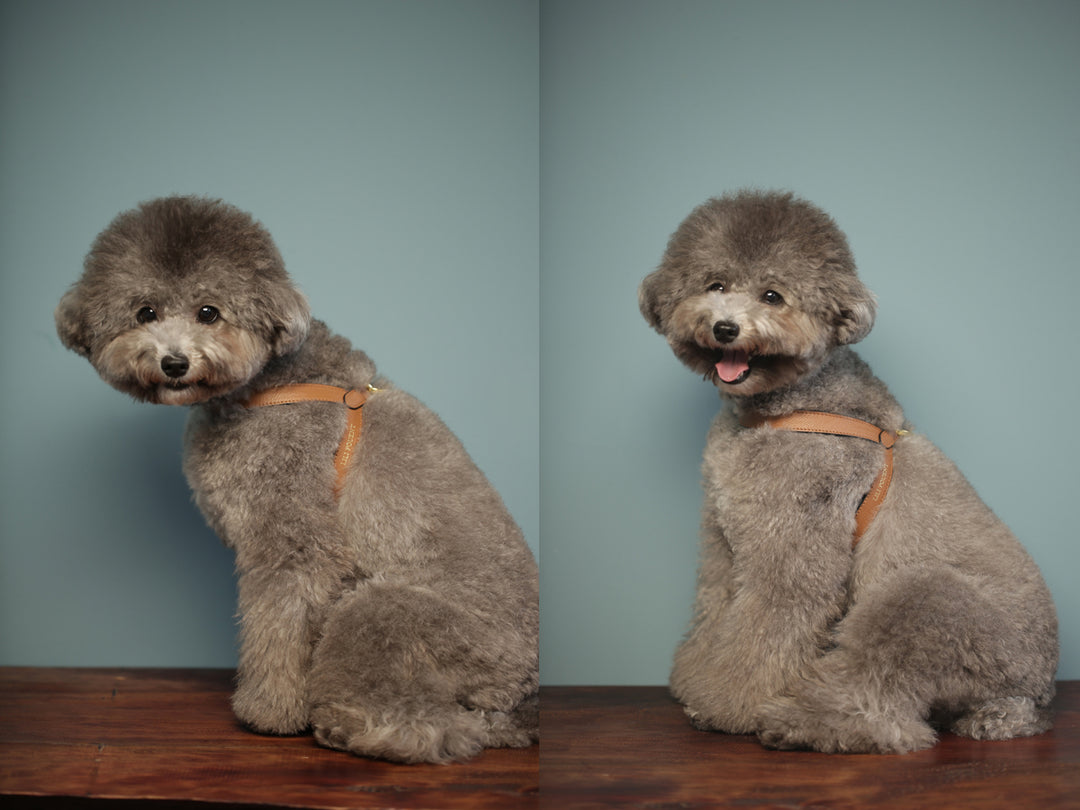 Lili Pouent Korea Camel Reversible Leather VV Harenss For Pets
