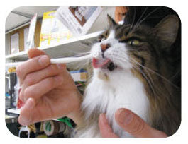 Mind Up Japan Cat Toothbrushing Liquid by NYANKO CARE 30ML