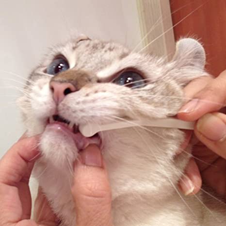 Mind Up Japan Cat Toothbrush Micro Head NYANKO CARE