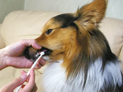 Mind Up Japan Dog Toothbrush Detachable Head KENKO CARE