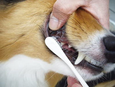 Mind Up Japan Dog Toothbrush Large Head Regular Type KENKO CARE