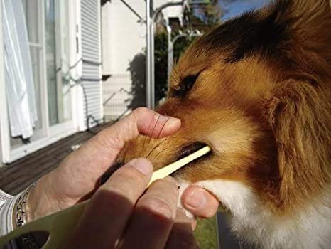 Mind Up Japan Dog Toothbrush Large Head Soft Type KENKO CARE