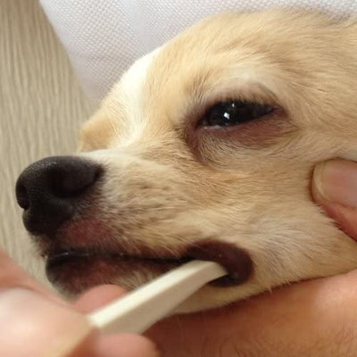 Mind Up Japan Dog Toothbrush Micro Head KENKO CARE