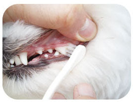 Mind Up Japan Dog Toothbrush Small Head Regular Type KENKO CARE