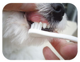 Mind Up Japan Dog Toothbrush Small Head Regular Type KENKO CARE
