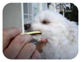 Mind Up Japan Dog Toothbrush Small Head Soft Type KENKO CARE