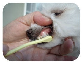 Mind Up Japan Dog Toothbrush Small Head Soft Type KENKO CARE