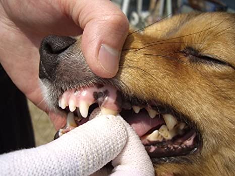 Mind Up Japan Dog Oral Care Fingers Toothbrush Washable KENKO CARE
