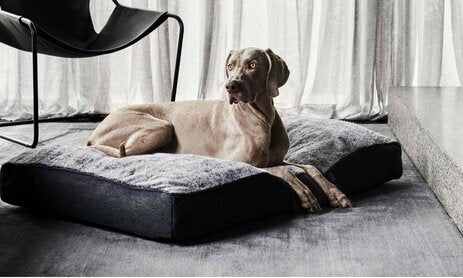 Snooza Shapes Oblong Dog Bed -- Chinchilla