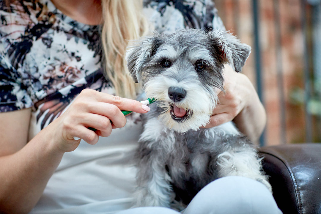 Vet’s Best Advanced 3-Head Toothbrush