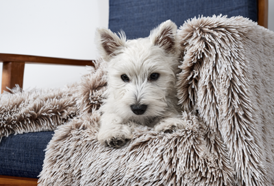 Snooza Calming Cuddler Blanket--Mink