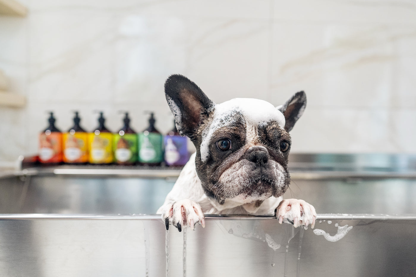 Furnatura Natural Non-chemical Dog Shampoo Lavender For Sensitive &Puppy 250 ml