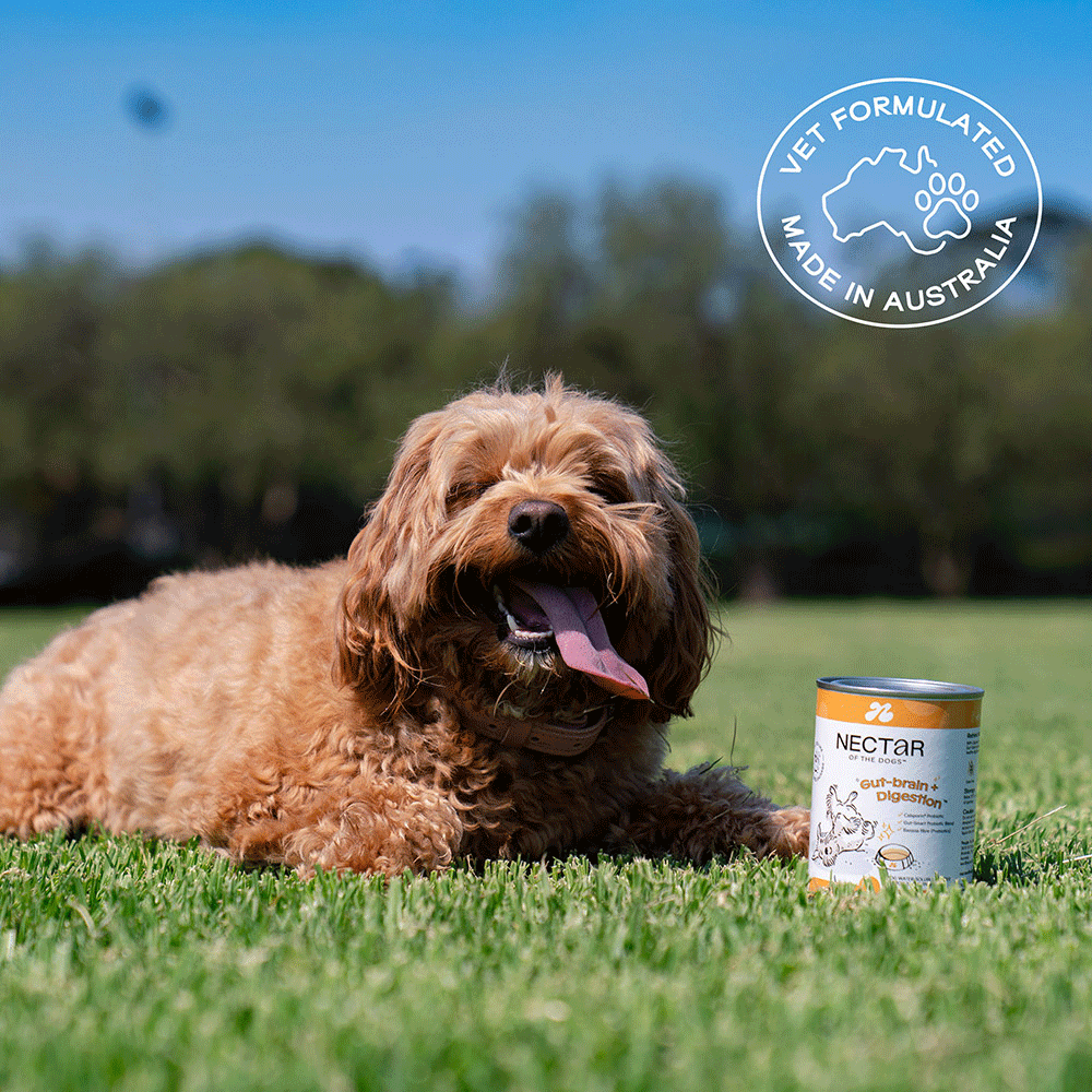 Nectar of the Dogs Brain + Digestion Powder for Dogs 150g