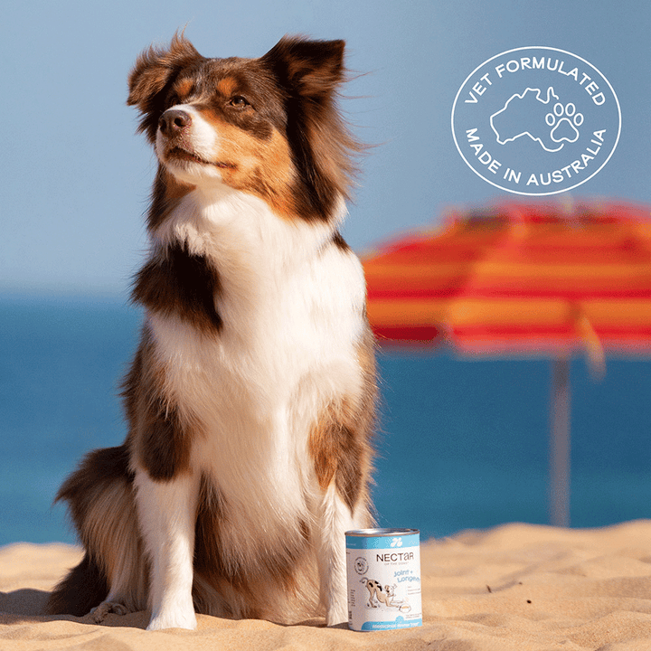 Nectar of the Dogs Joint + Longevity Powder for Dogs 150g