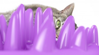 Northmate Catch Interactive Slow Feeder Food Bowl for Cat